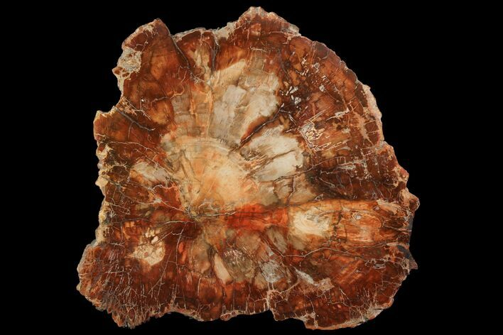 Petrified Wood (Araucaria) Slab - Madagascar #118538